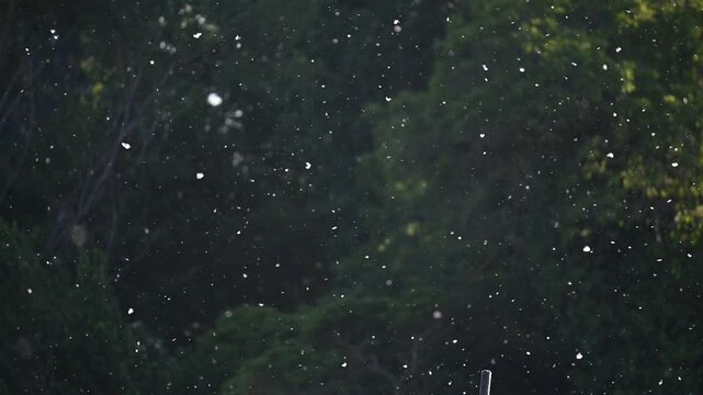 Poplar Pollen Floating in Slow Motion Over Dark Green Background.A mesmerizing slow-motion shot of white poplar seeds and pollen drifting through the air. The particles are backlit by golden sunlight,