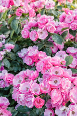 Fototapeta premium pink shrub rose groundcover in summer garden