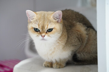 Golden British Shorthair cat green eyes sitting on white chair soft fur indoor calm expression adorable pet domestic feline relaxed mood