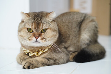 Brown cat gold chain short fur yellow eyes sitting white floor indoor relaxed luxury pet adorable domestic feline cute alert whiskers round face calm animal mammal