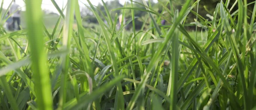A serene video of lush green grass swaying gently in the wind on a sunny day
