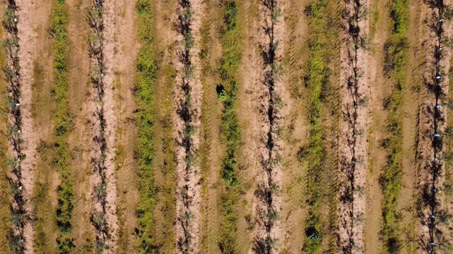Top-down forward tracking shot over six rows of young olive trees on trellis.
