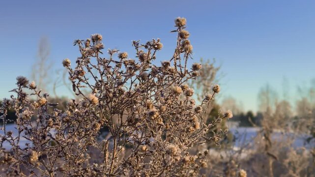Frozen burdock bush covered with ice crystals and hoarfrost in winter landscape. Frost sparkling in sunrise or sunset light, cold morning nature scene, seasonal beauty and frozen plant texture.