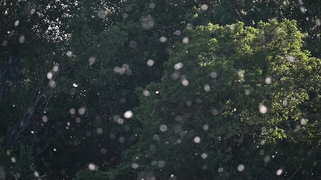 Poplar Pollen Floating in Slow Motion Over Dark Green Background.A mesmerizing slow-motion shot of white poplar seeds and pollen drifting through the air. The particles are backlit by golden sunlight,
