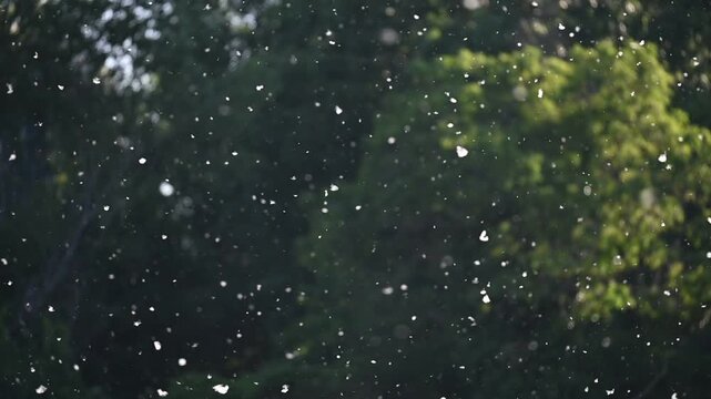 Poplar Pollen Floating in Slow Motion Over Dark Green Background.A mesmerizing slow-motion shot of white poplar seeds and pollen drifting through the air. The particles are backlit by golden sunlight,