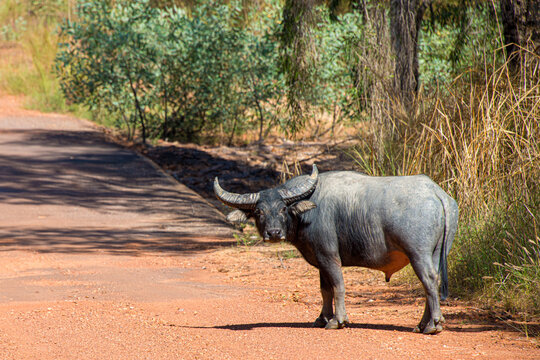 Water buffalo (Bubalus bubalis) in Kakadu National Park, Australia