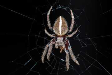 Australian Garden Orb Weaver Spider (Eriophora transmarina)