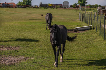 schwarze Pferde drau&szlig;en auf gr&uuml;ner Wiese