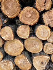 Stacked freshly cut tree logs with visible wood grain and bark
