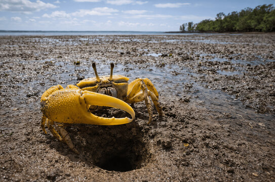 Fiddler Crab in its Mudflat Habitat