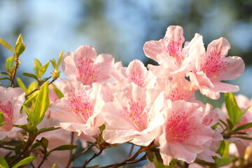植物　花　夕方　風景	