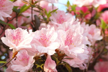 植物　花　夕方　風景	