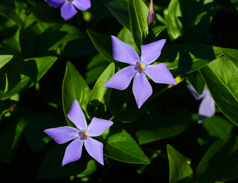 Portugal. Close-up of a perfect example of pristine, fresh Intermediate Periwinkle flowers - vinca difformis. Selective focus. Has medicinal uses - has alkaloids used in chemotherapy for leukemia.