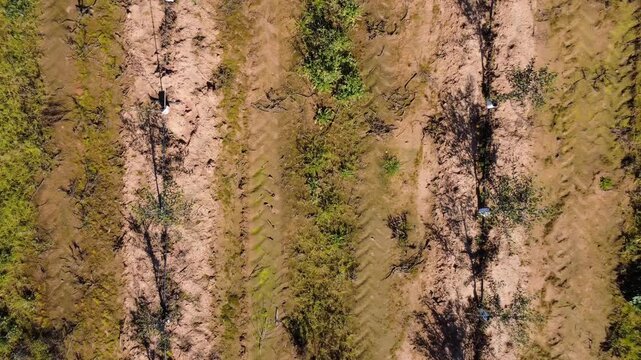 Ascending top-down shot of young super-intensive olive grove on trellis rows.