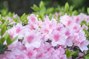 植物　花　夕方　風景	