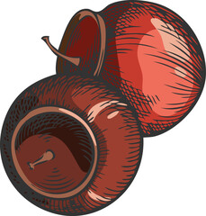 Fototapeta premium Sandalwood tree red two seeds sketch, vector hand drawn essential herb grains, medicinal plant, cosmetics ingredient