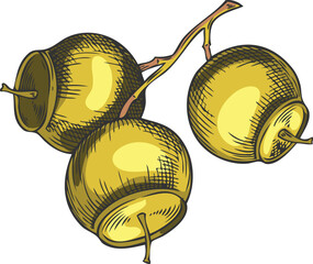 Fototapeta premium Sandalwood tree bunch of seeds sketch, vector hand drawn essential herb grains, medicinal plant, cosmetics ingredient