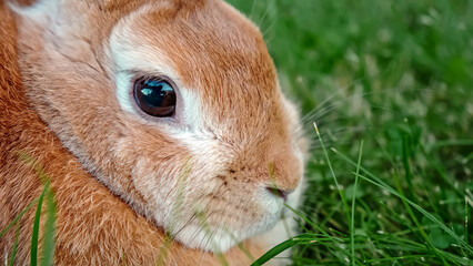 Cute reddish-brown rabbit twitching nose lying in green grass in a garden. Beige Easter Bunny resting on lawn looking at camera close-up side view. Farm domestic animal grazes outdoors. Rural vibe.