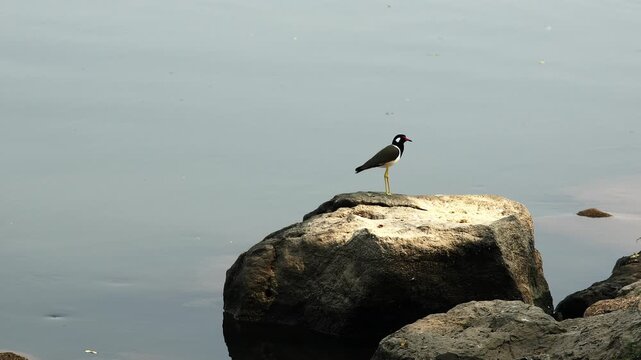 Red-wattled lapwing (Vanellus indicus), a common wader found in open areas near water throughout Thailand and Asia.