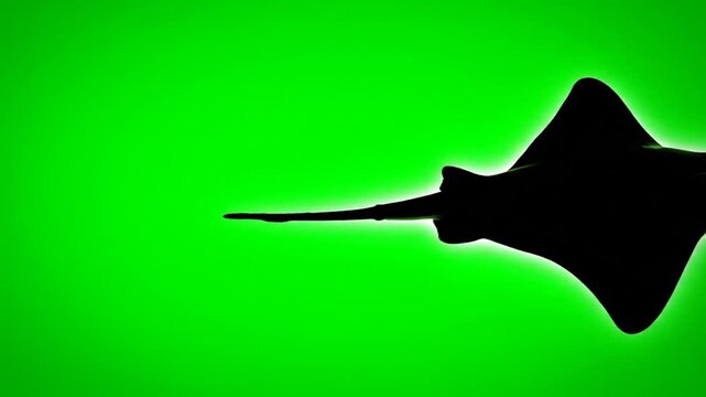 Black stingray silhouette against green.