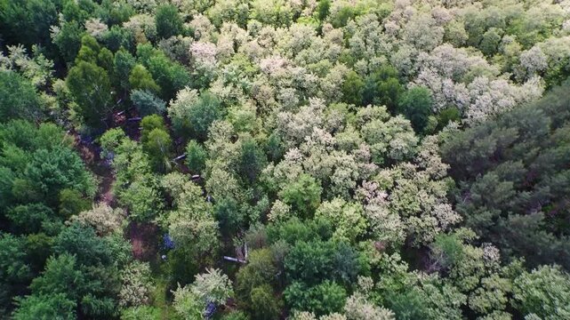 Aerial drone footage over a lush forest canopy, showcasing trees with white spring blossoms; a serene, natural landscape.