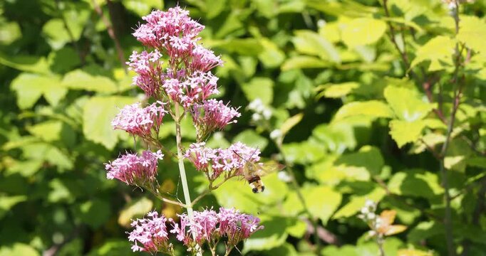 Hemaris fuciformis | Sphinx gaz&eacute; ou Sphinx ch&egrave;vrefeuille aux ailes transparentes, margin&eacute;es de brun rouge, butinant en vol stationnaire une fleur de Val&eacute;riane rouge (Centranthus ruber)