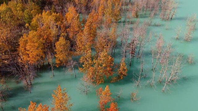 Golden Trees In The Turquoise Lake In Canada