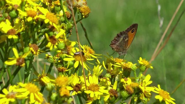 A butterfly from the subfamily Satyrinae sits on the yellow inflorescences of Jacobaea vulgaris.