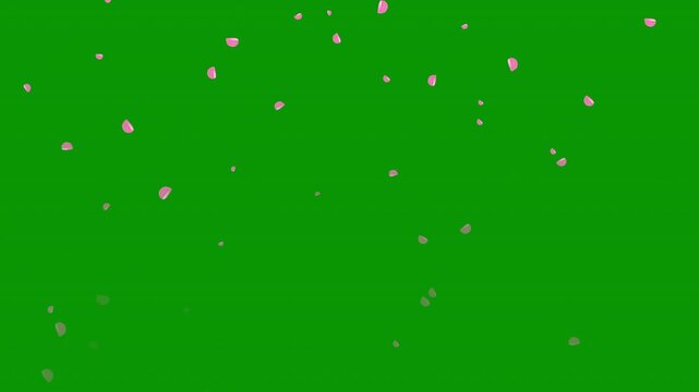 Realistic sakura petals falling loop animation, customizable color element with alpha matte