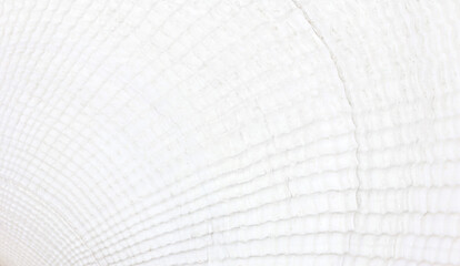 background texture of white seashell closeup © Andrey Solovev