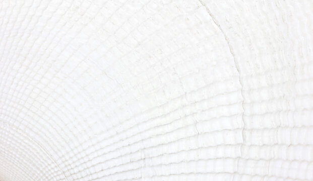 background texture of white seashell closeup