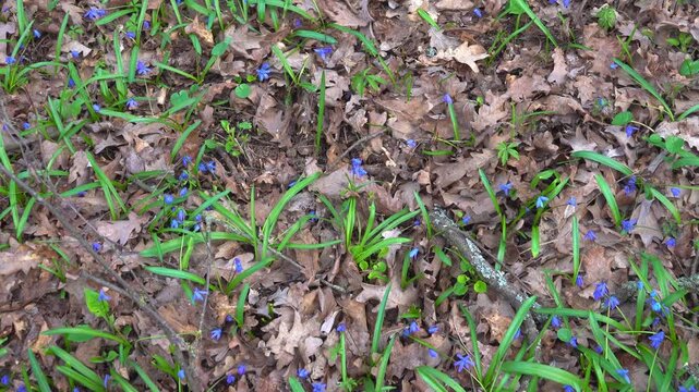Horizontal pan from right to left of blooming blue scilla flowers on dry leaves background.