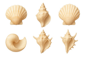 Fototapeta premium Six beige seashells arranged in two rows on a transparent background, realistic detailed shell illustrations
