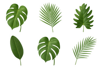 Six isolated tropical green leaves including monstera and palm fronds on a transparent background