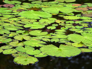 green water lily