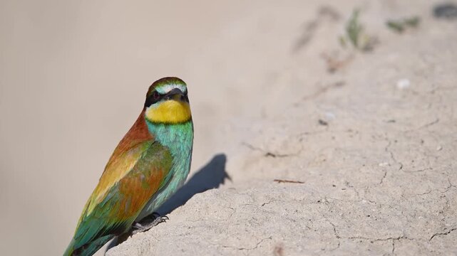A detailed portrait of the European bee-eater (Merops apiaster) in its natural habitat, perched on the ground near a nest.
