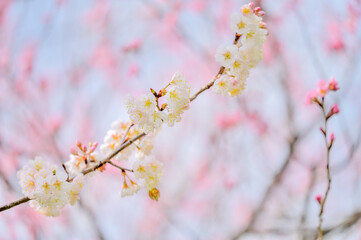Obraz premium Cherry blossoms with soft pink bokeh background