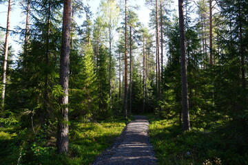 Wanderweg, Pfad, Nadelwald im Sanginjoki-Naturschutzgebiet, Finnland, Skandinavien, Europa,  green, Natur, wandern, Wald © Johannes Kranich