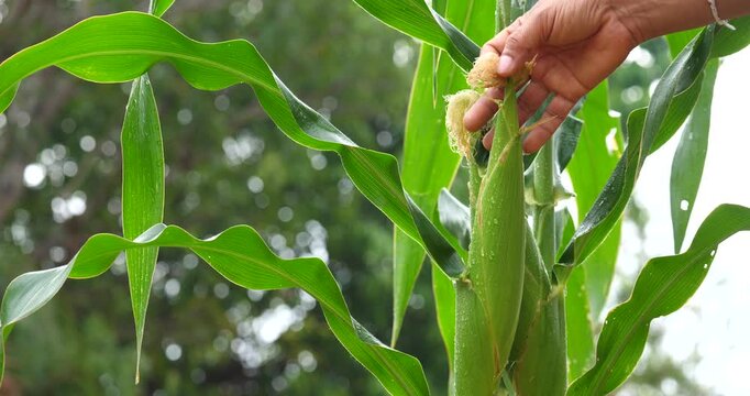 The farmer is inspecting the corn on the stalks; the corn is growing.