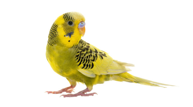 transparent png image of a yellow budgerigar parrot with a transparent background cutout.
