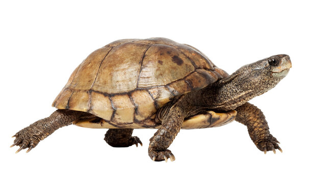 png image of a common musk turtle isolated on a transparent background, with detailed textures of its shell and head extended, ready for graphic design use.