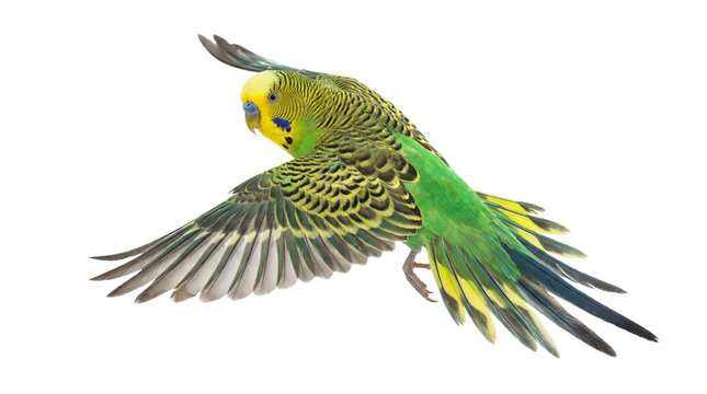 vibrant green budgerigar in mid-flight against a white background, showcasing its detailed feathers and bright yellow head.