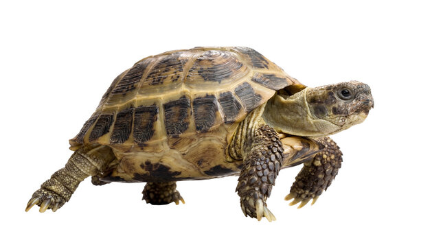 a detailed close-up photograph of a russian tortoise walking slowly across a plain transparent background, highlighting its textured shell and scales.