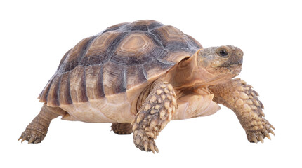 high-resolution png image of a desert tortoise with a transparent background, featuring detailed textures of its shell and skin for easy integration into designs. © Ronald