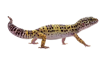 Fototapeta premium a captivating leopard gecko, isolated on a transparent png background, highlights its intricate black and yellow spotted skin.