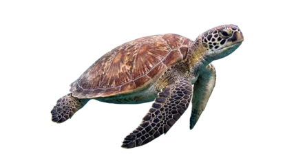Fototapete Schildkröte realistic photograph of a sea turtle gracefully swimming underwater with a white background.  © Ronald