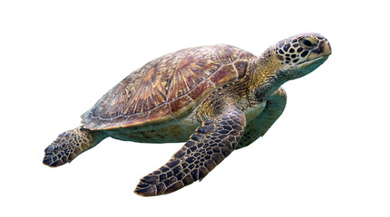 sea turtle swimming with flippers extended, isolated on a transparent transparent background in a png format, perfect for graphic design and digital media projects. © Ronald