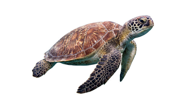 realistic photograph of a sea turtle gracefully swimming underwater with a white background.