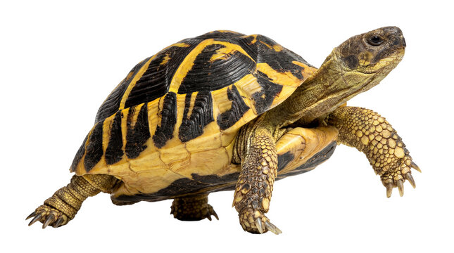 a detailed studio photograph of a tortoise with a distinctive patterned shell, isolated on a clean transparent background, showcasing its textured skin and alert gaze.