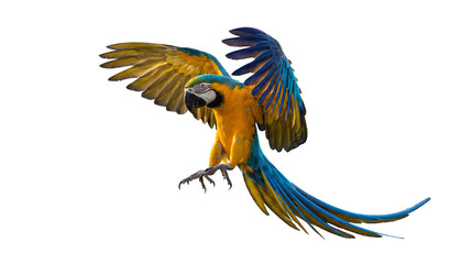 Blue and Yellow Macaw Parrot Descending in Flight with Talons Extended, Displaying Magnificent Wings and Tail Feathers, Isolated on Transparent Background © Ronald